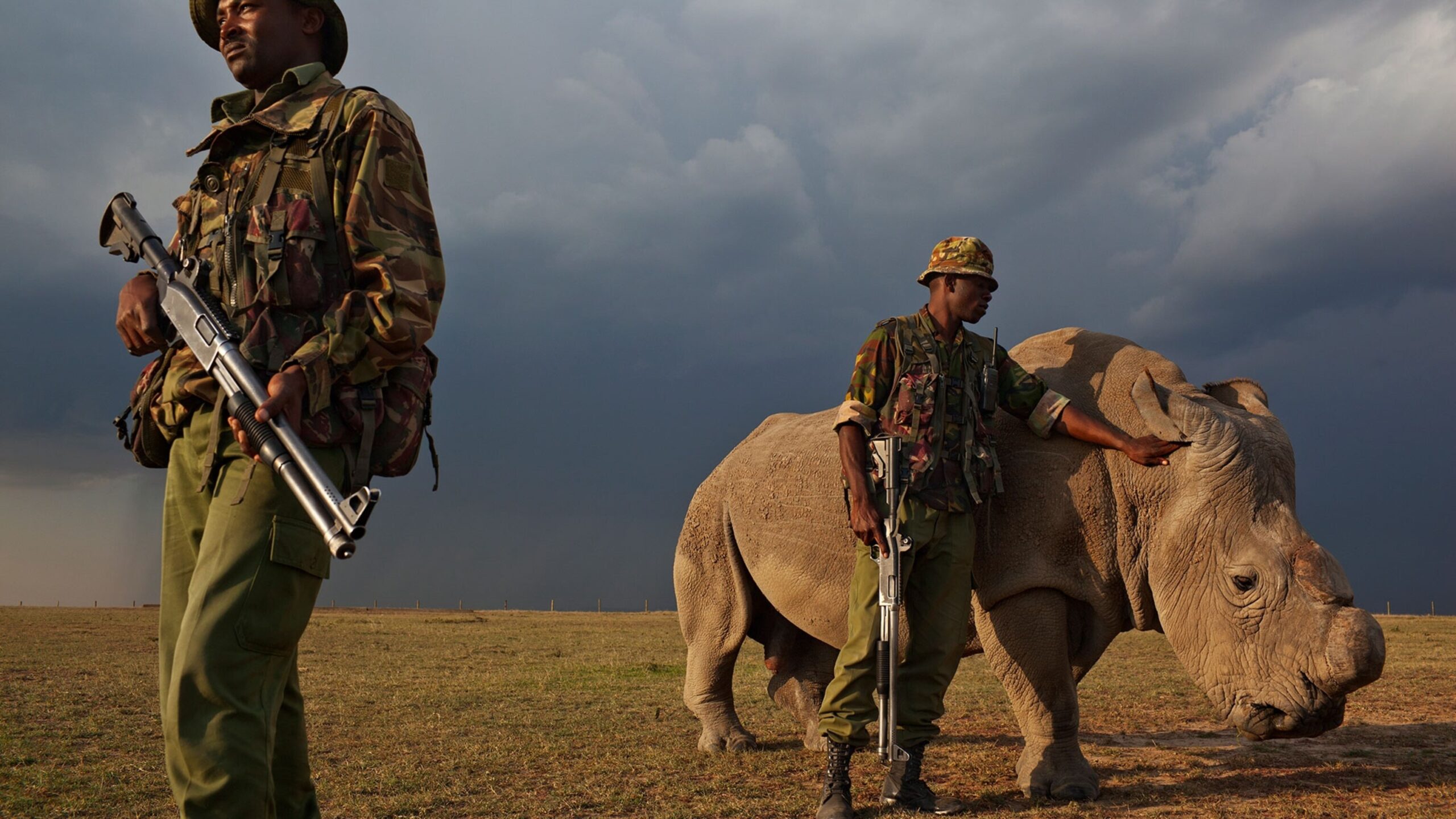 rhino protection scaled